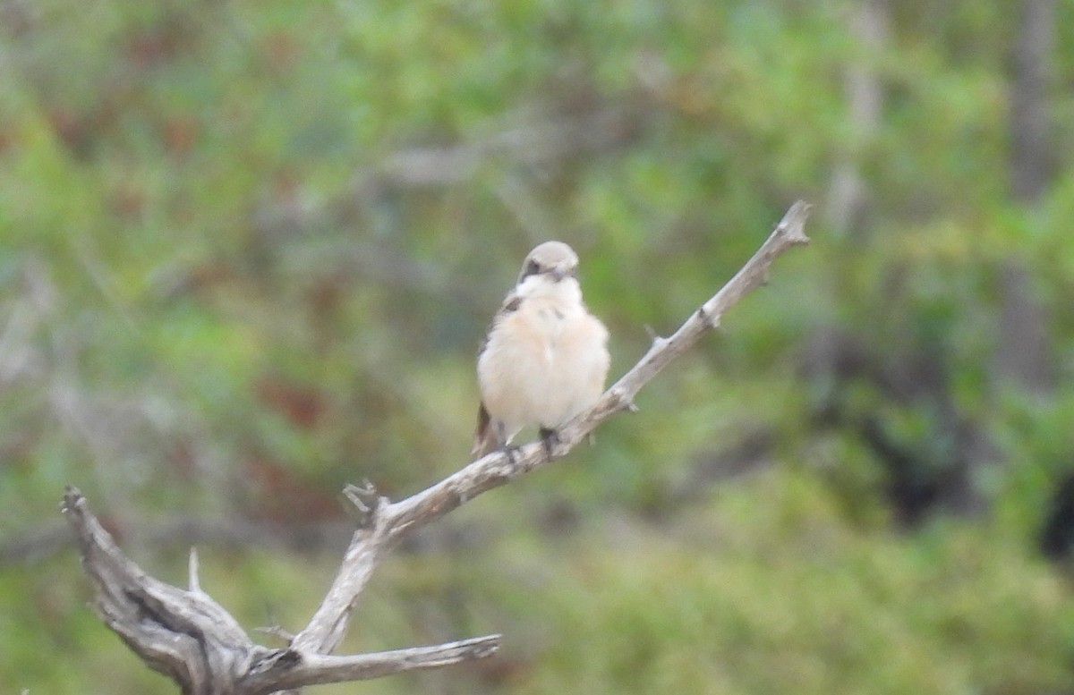 Schwarzstirnwürger - ML645349644