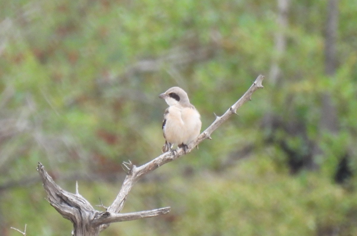 Schwarzstirnwürger - ML645349645