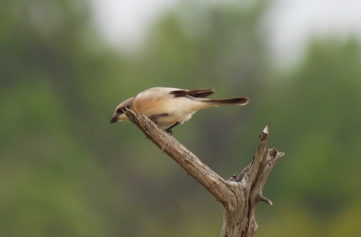 Schwarzstirnwürger - ML645349646