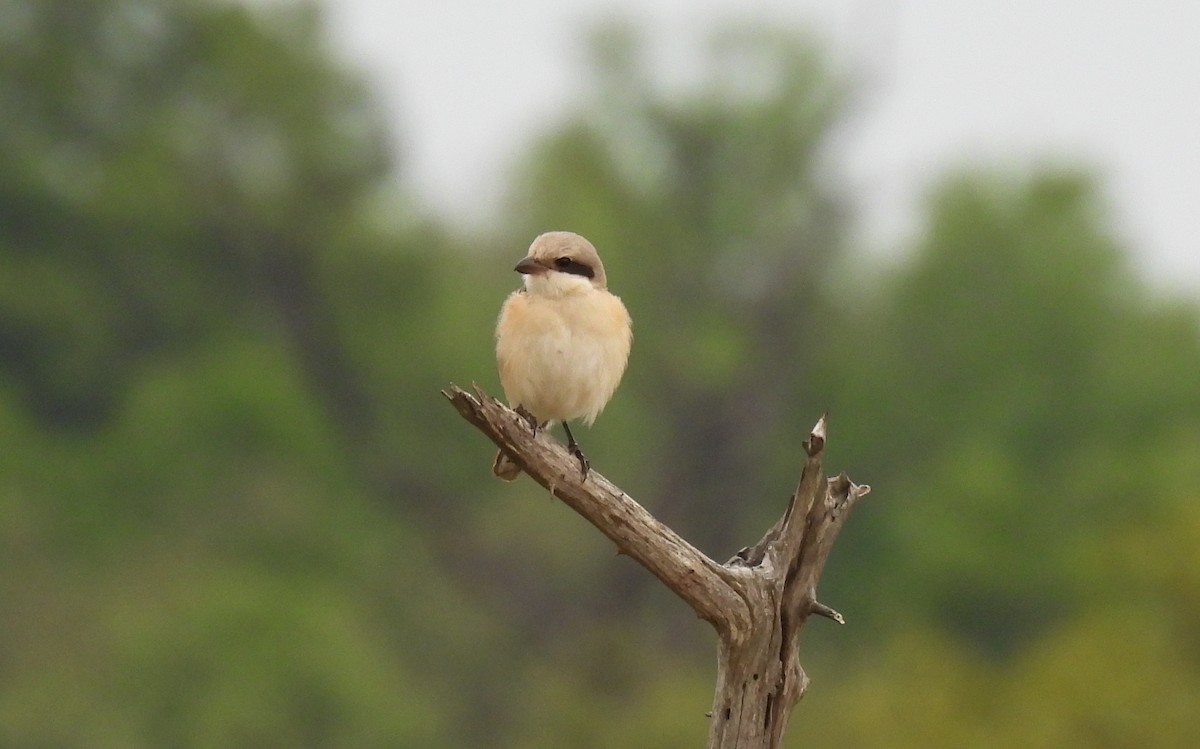 Schwarzstirnwürger - ML645349647