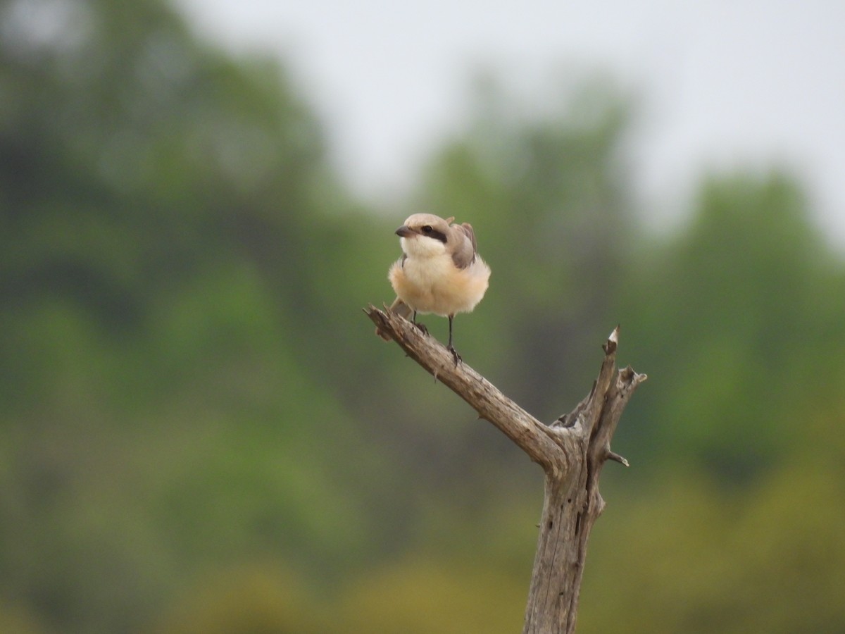 Schwarzstirnwürger - ML645349648