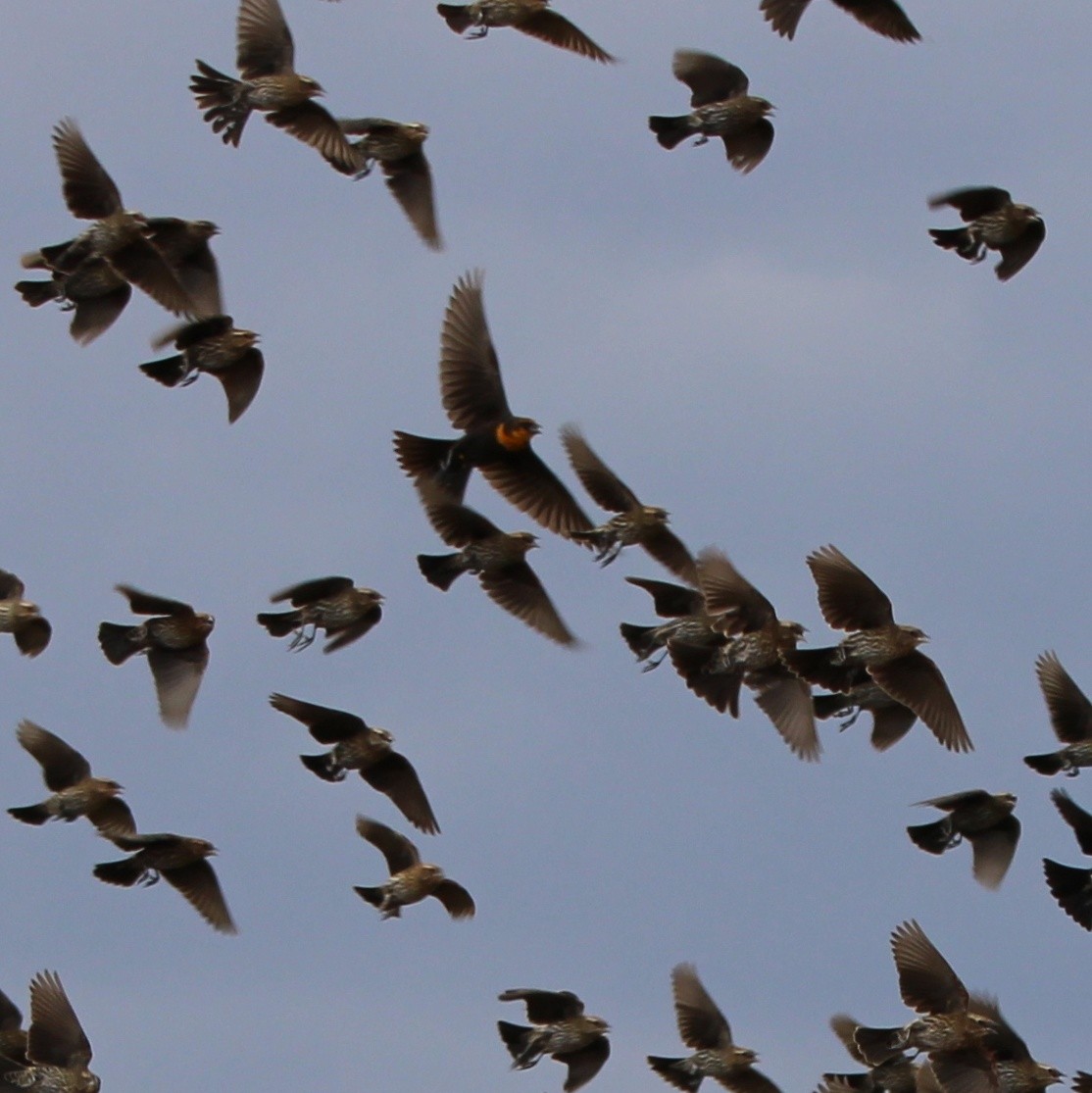 vlhovec žlutohlavý - ML645349671