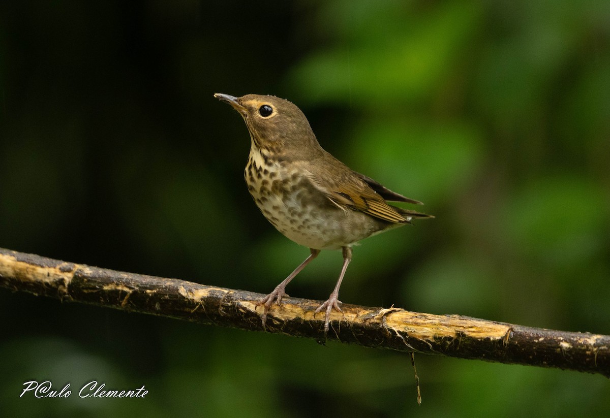 Swainson's Thrush - ML645349677
