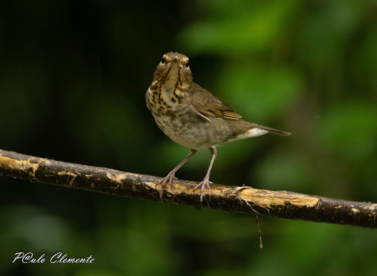 Swainson's Thrush - ML645349681