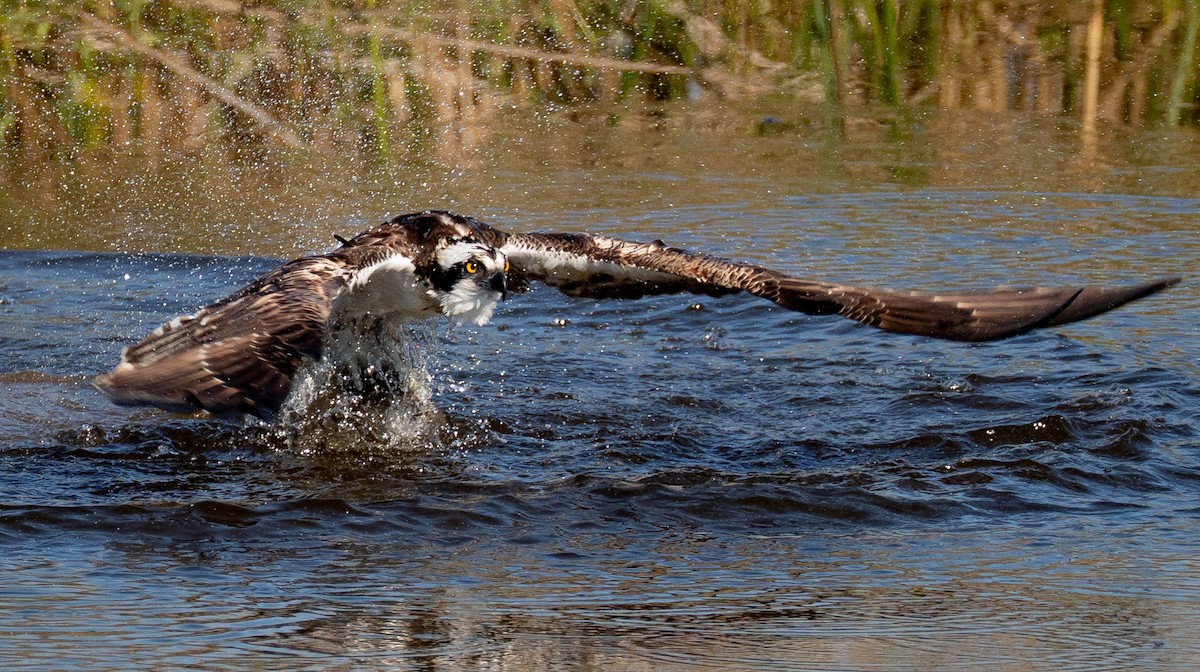 Falco pescatore - ML645349682