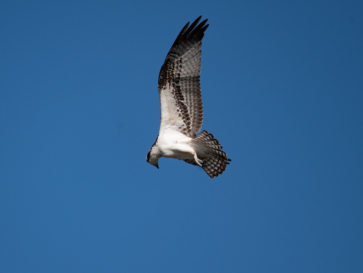 Falco pescatore - ML645349685