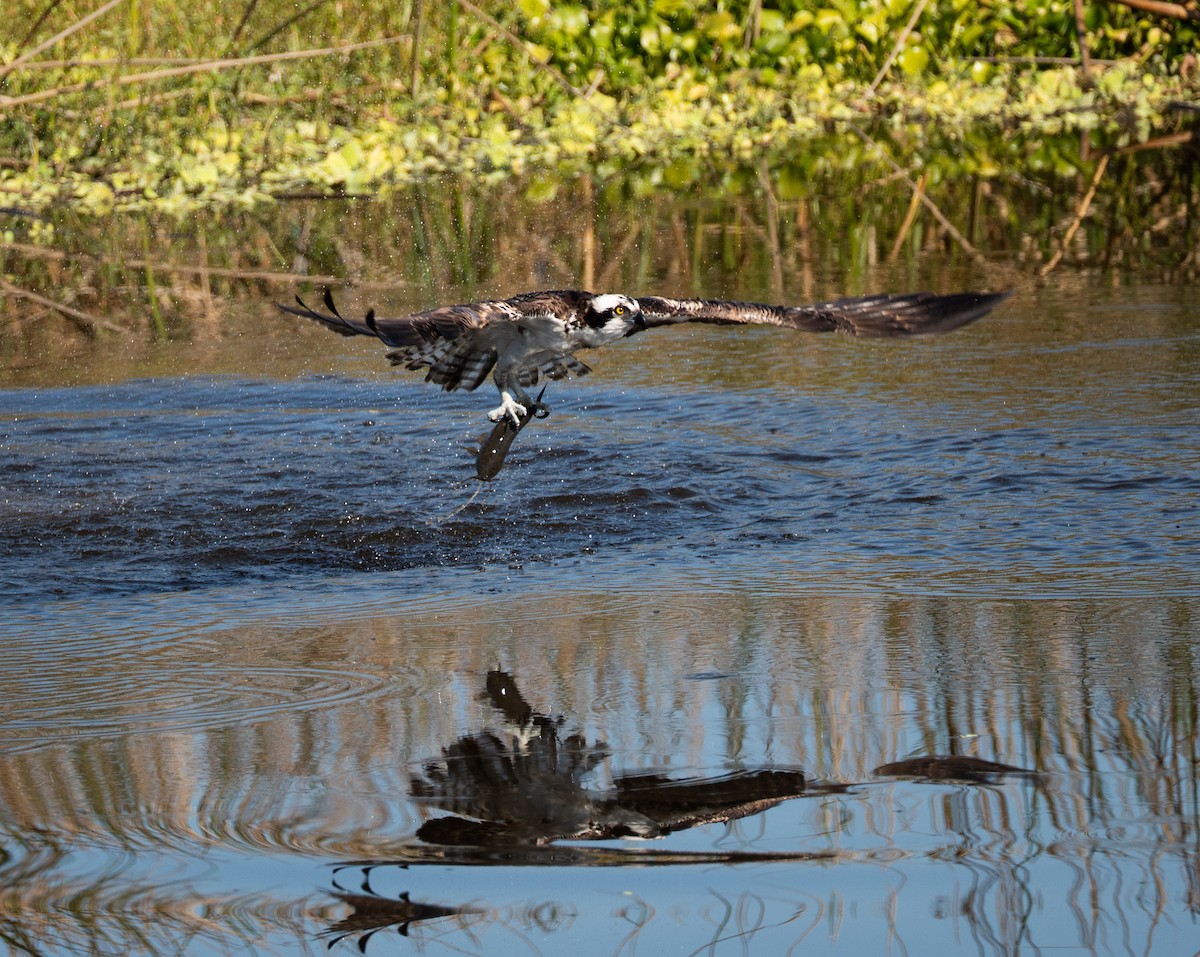 Falco pescatore - ML645349688