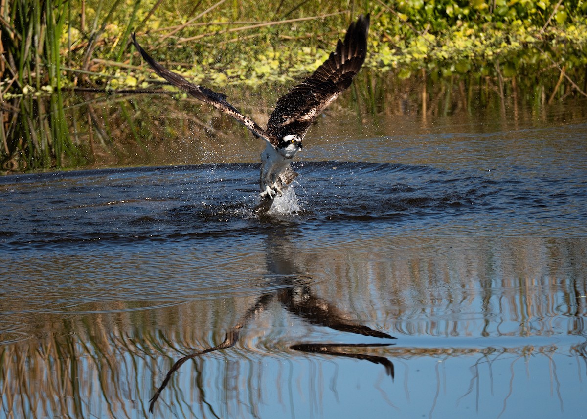 Falco pescatore - ML645349689