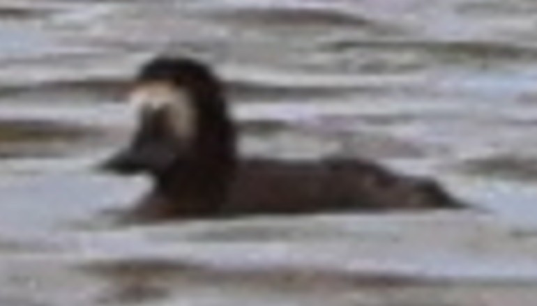 スズガモ - ML645349693