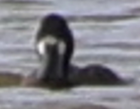 スズガモ - ML645349694