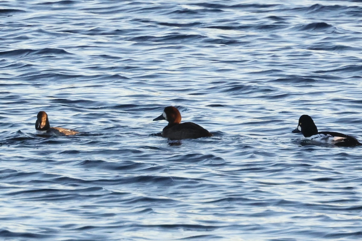 スズガモ - ML645349695