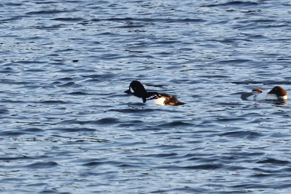 Barrow's Goldeneye - ML645349698