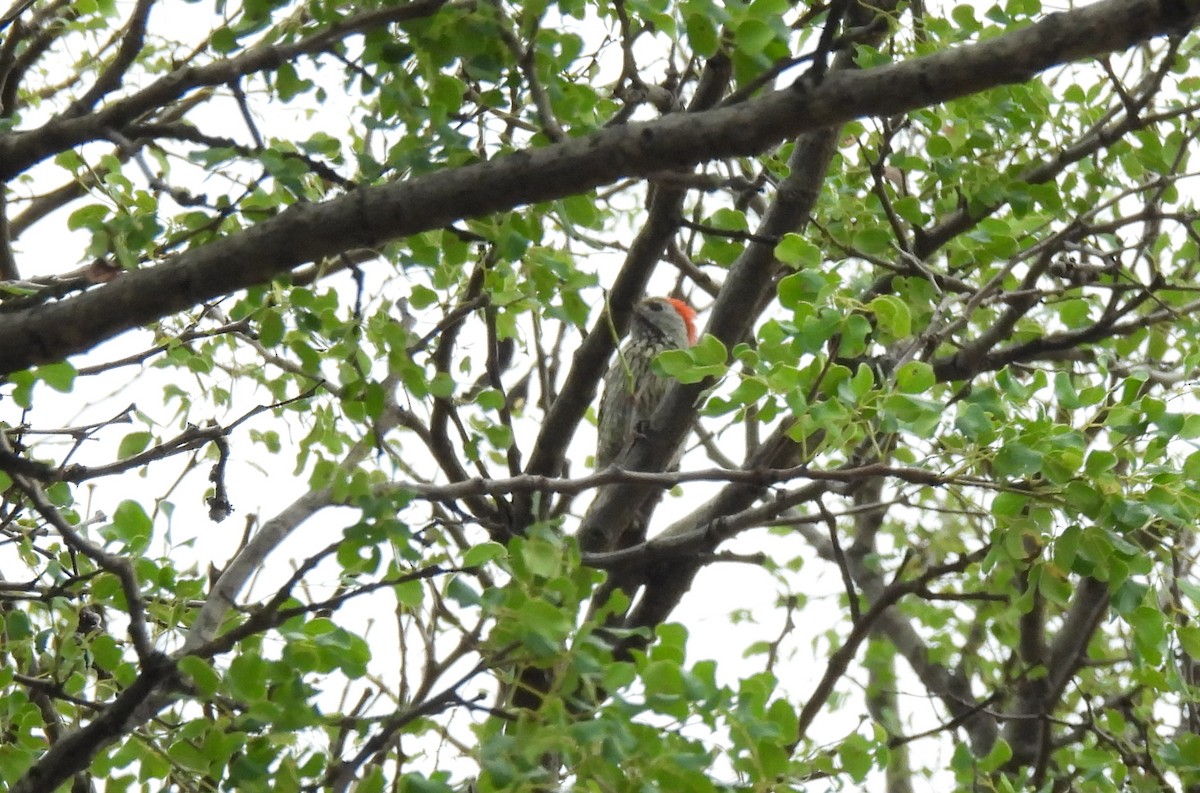 Cardinal Woodpecker - ML645349706