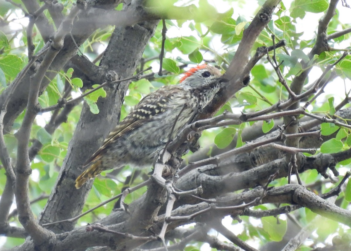 Cardinal Woodpecker - ML645349707