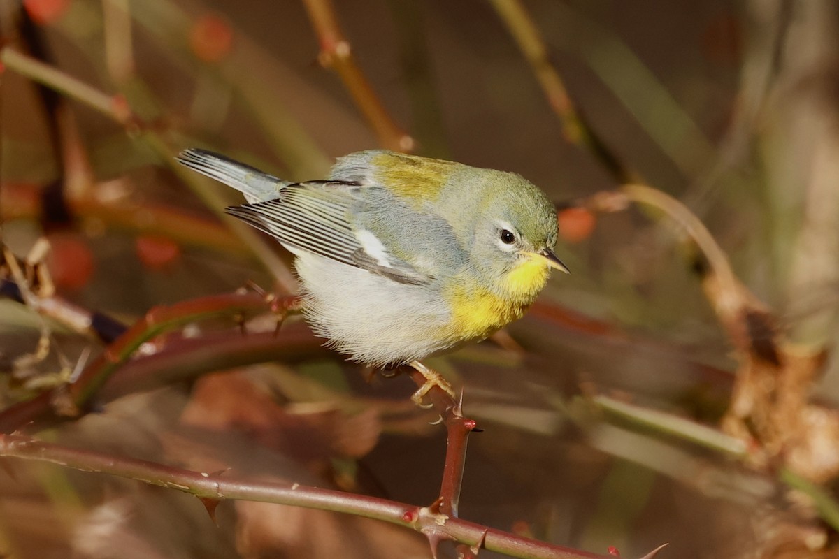 Northern Parula - ML645349708