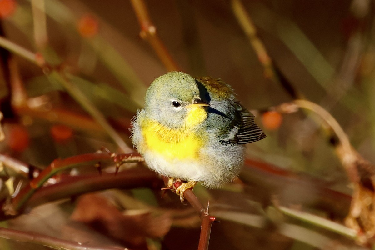 Northern Parula - ML645349709