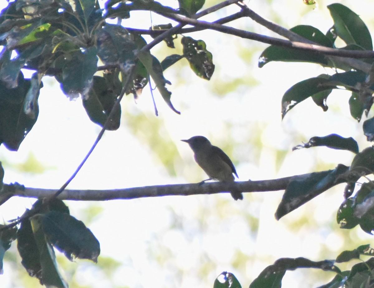 Ochre-bellied Flycatcher - ML645349710