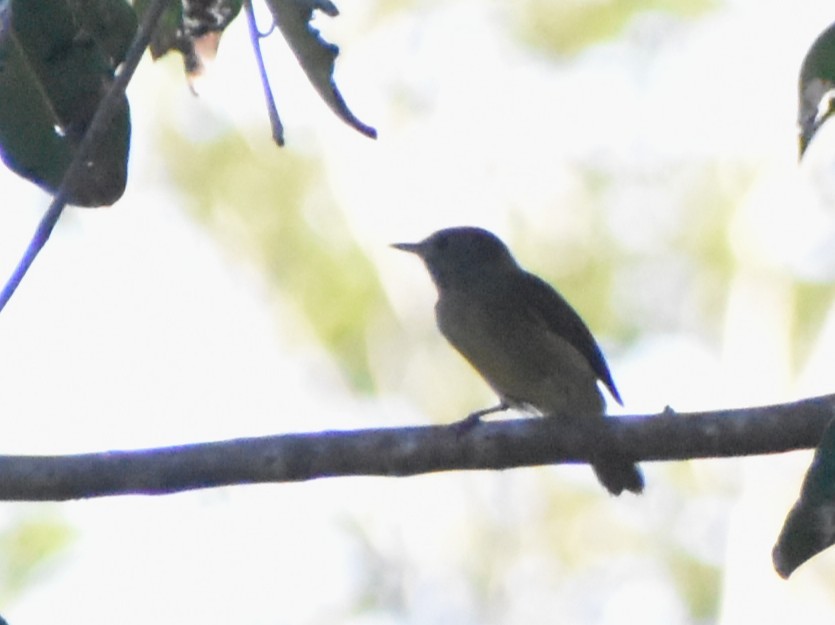 Ochre-bellied Flycatcher - ML645349711