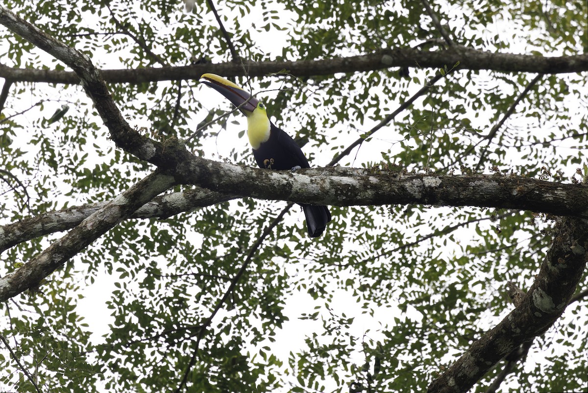Yellow-throated Toucan - ML645349714