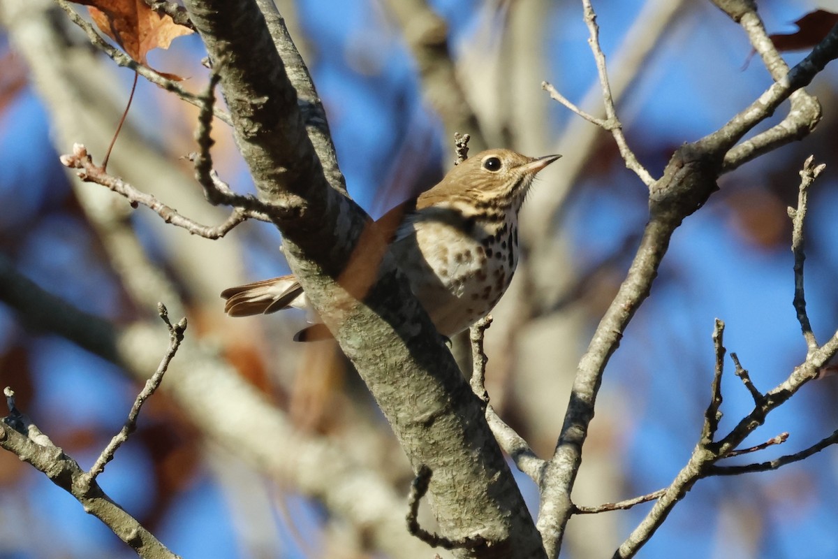 Hermit Thrush (faxoni/crymophilus) - ML645349717