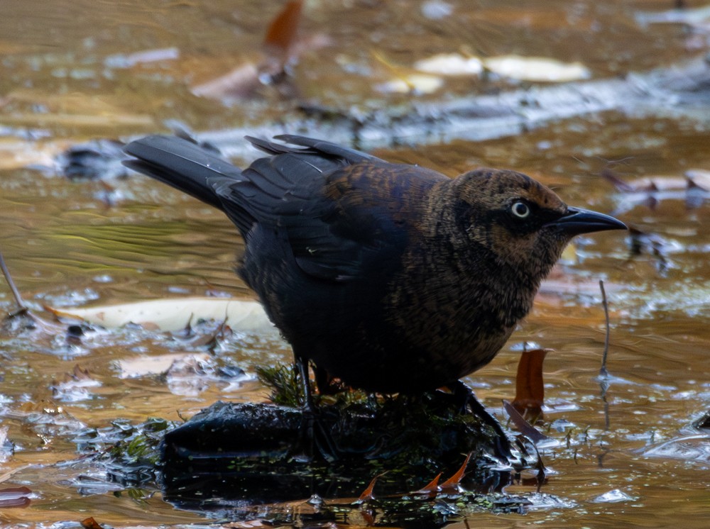 Rusty Blackbird - ML645349718