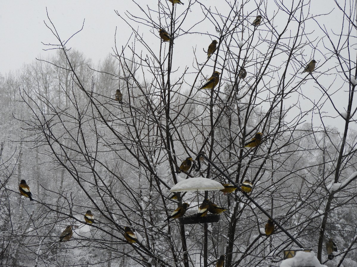 Evening Grosbeak - ML645349719