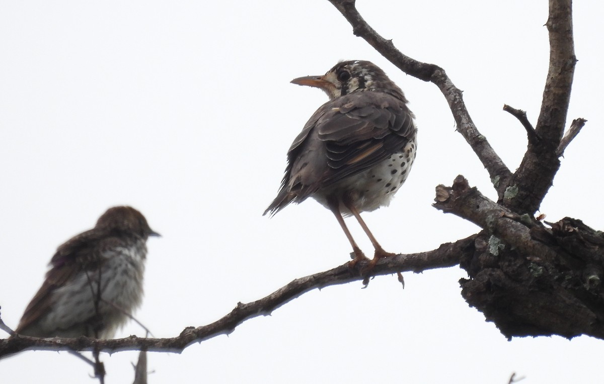 Groundscraper Thrush - ML645349720