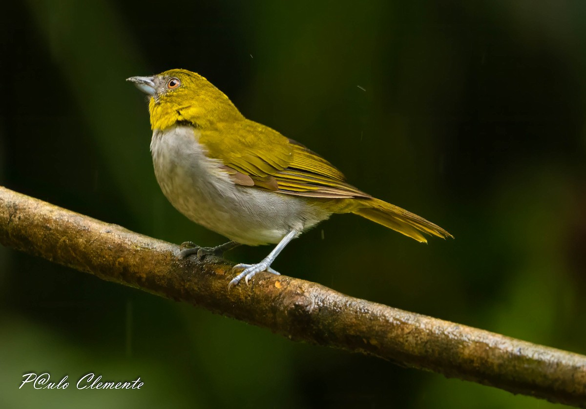 Yellow-throated Chlorospingus - ML645349723