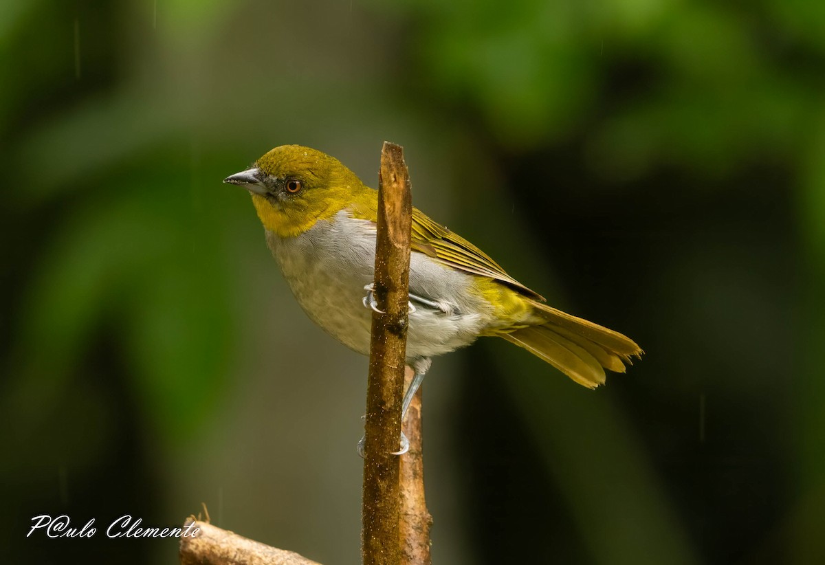 Yellow-throated Chlorospingus - ML645349724