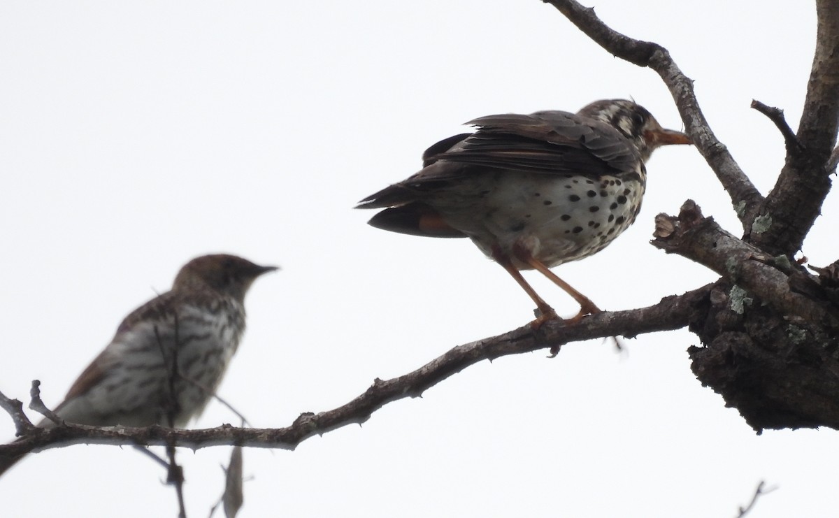 Groundscraper Thrush - ML645349726