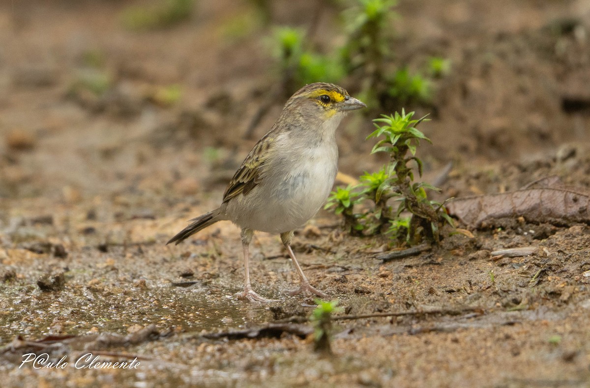 Yellow-browed Sparrow - ML645349747