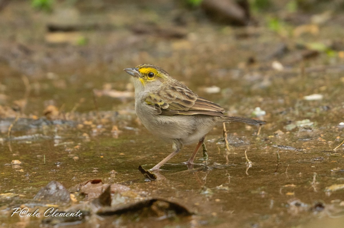 Yellow-browed Sparrow - ML645349748