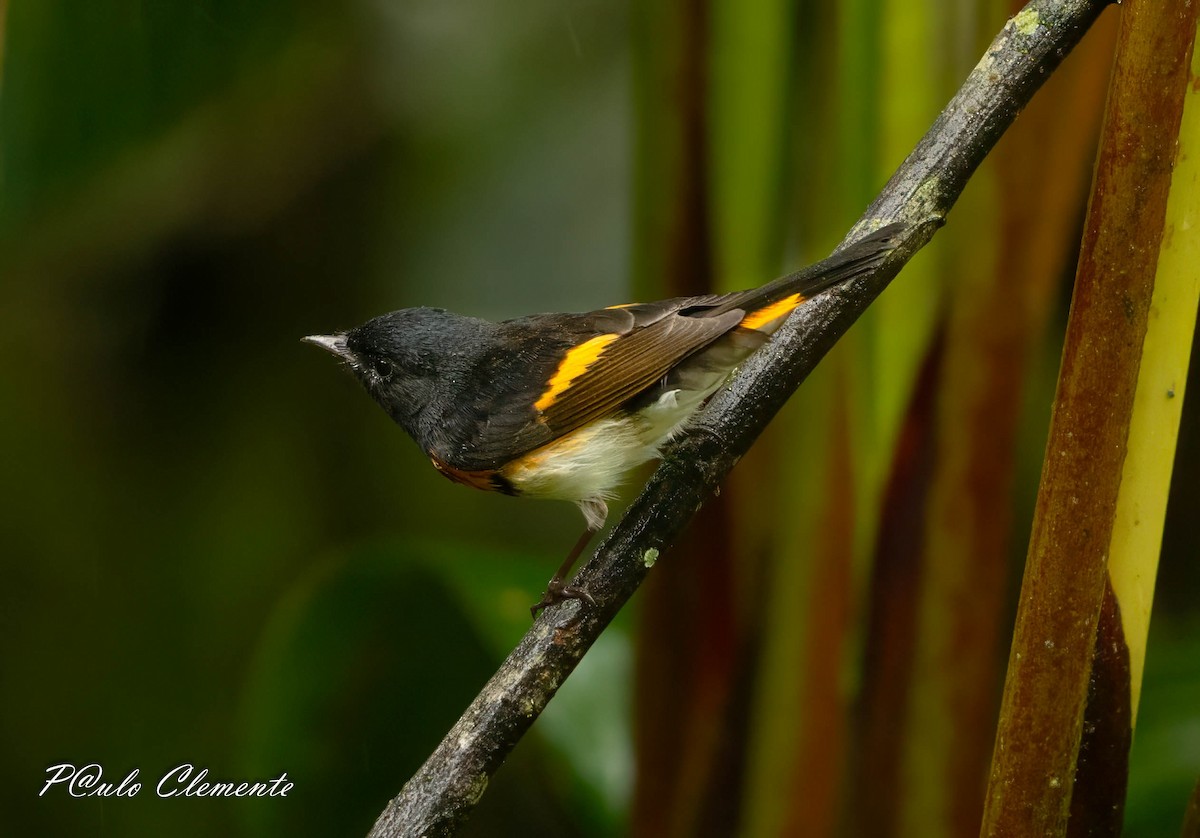 American Redstart - ML645349767