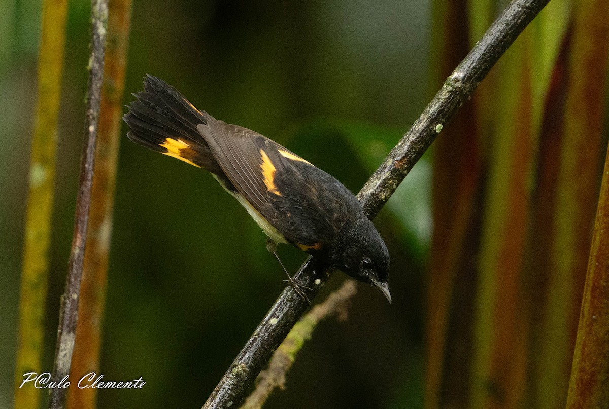 American Redstart - ML645349769