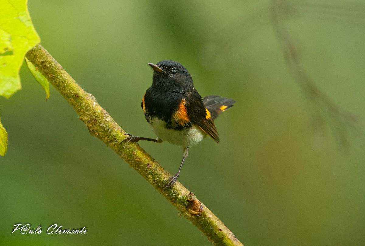 American Redstart - ML645349773
