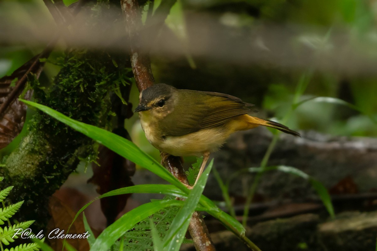 Buff-rumped Warbler - ML645349784