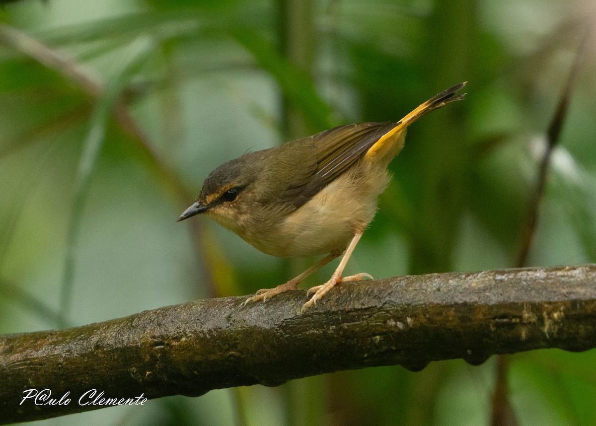 Buff-rumped Warbler - ML645349785