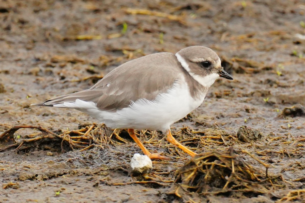 Common Ringed Plover - ML645349786