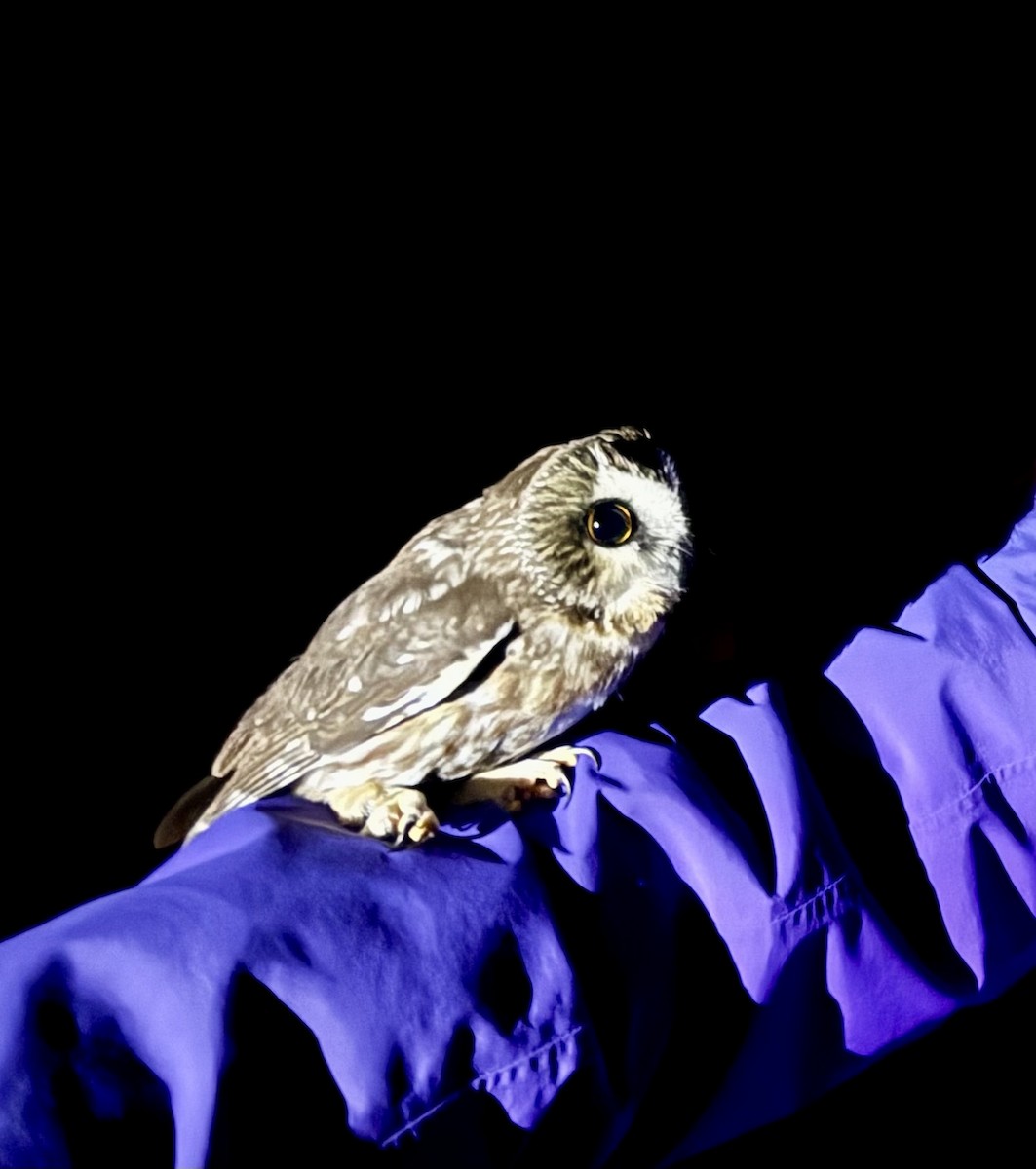 Northern Saw-whet Owl - ML645349823