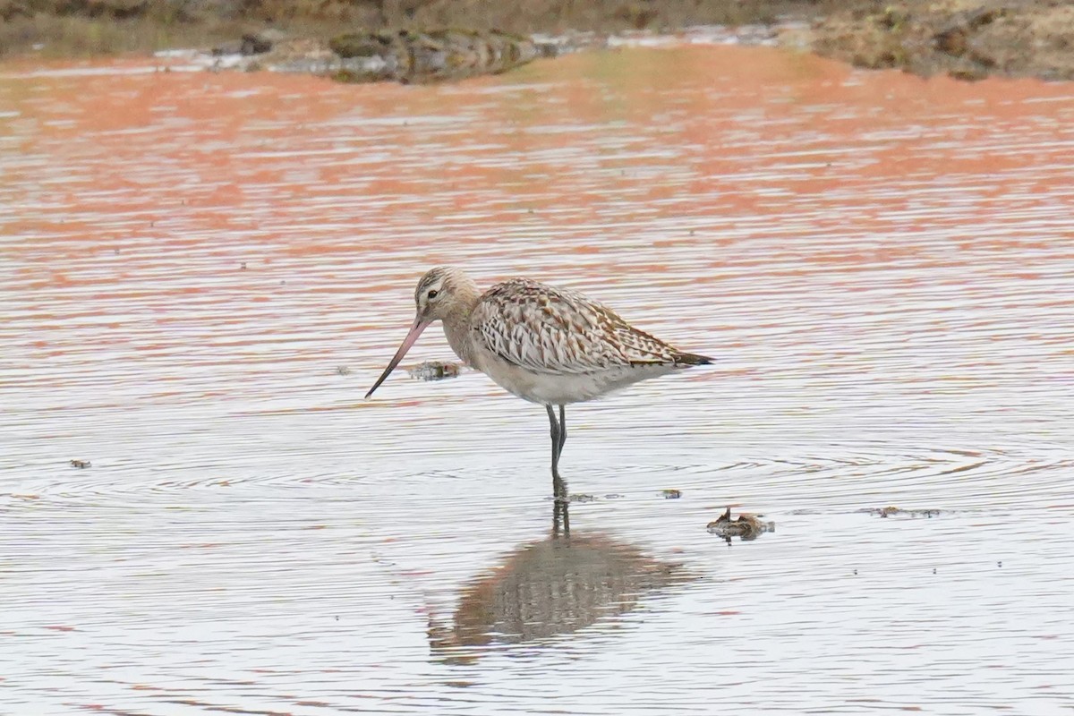 Bar-tailed Godwit - ML645349836