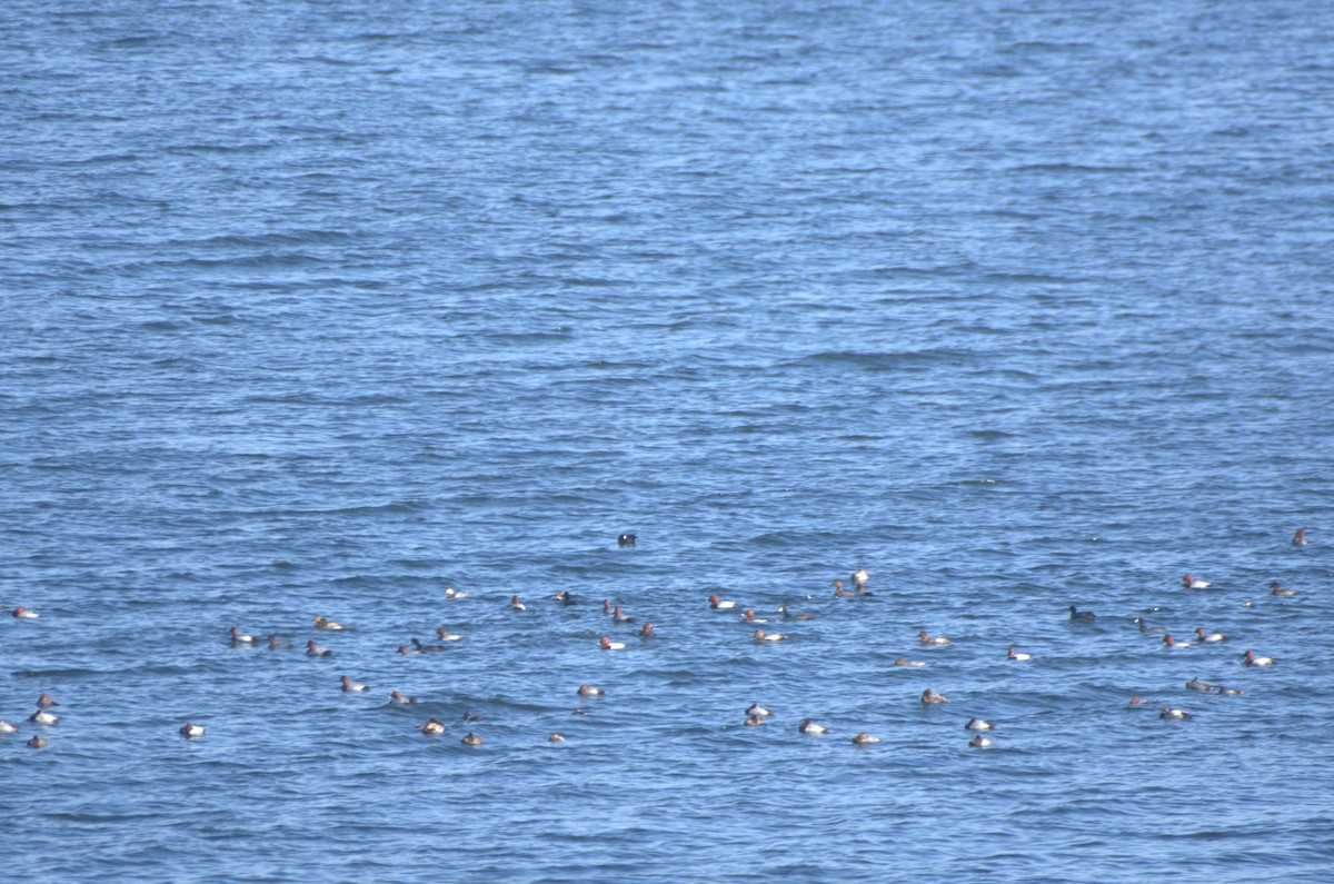 Common Pochard - ML645349837