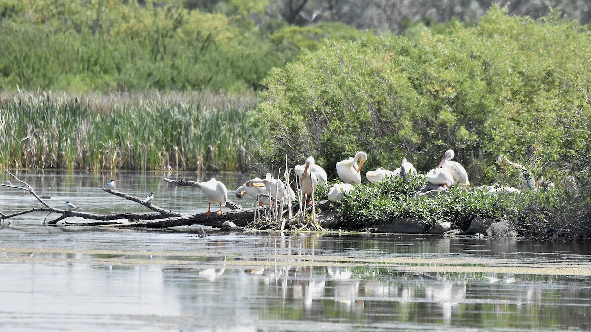 American White Pelican - ML645349858