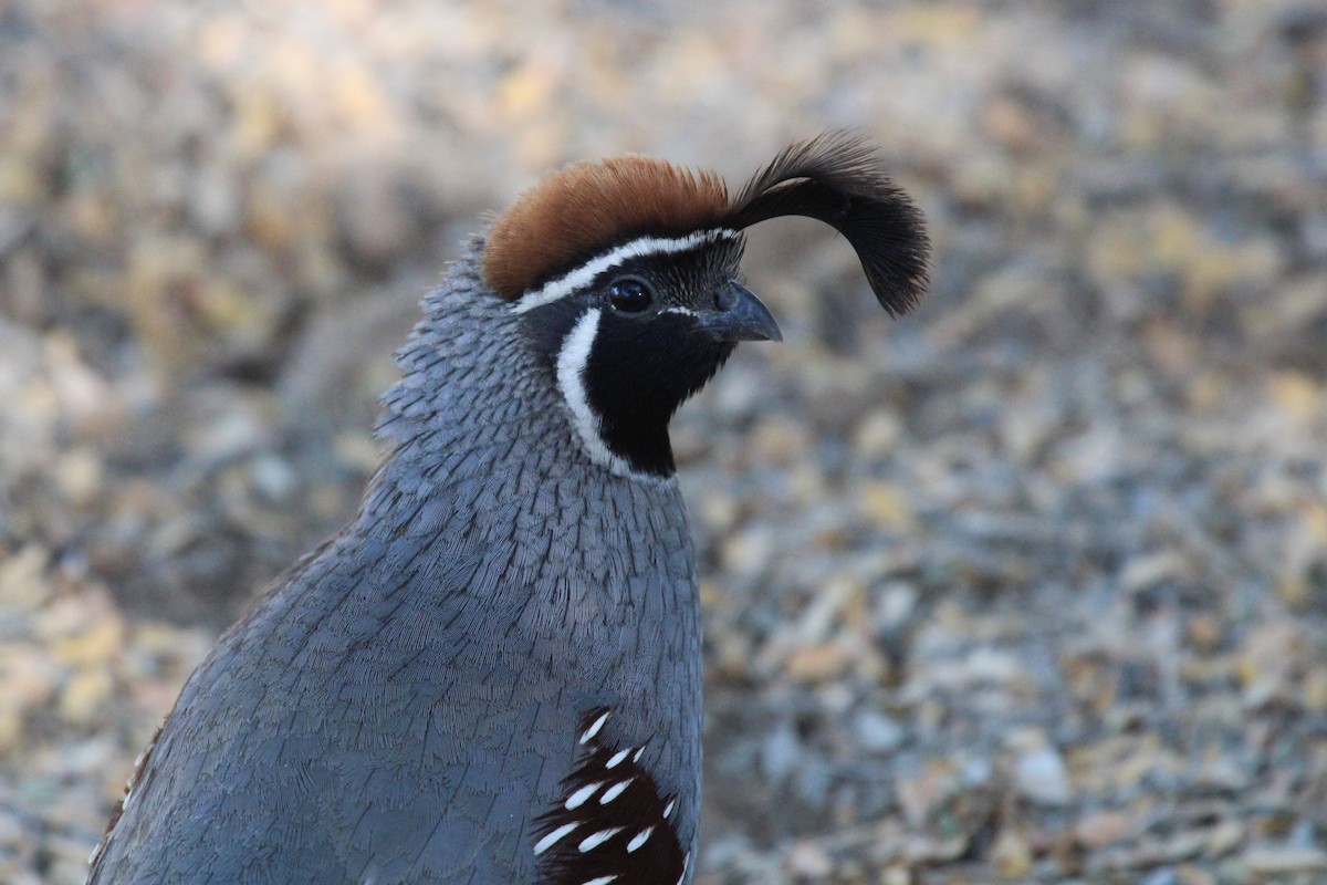 Gambel's Quail - ML645349860