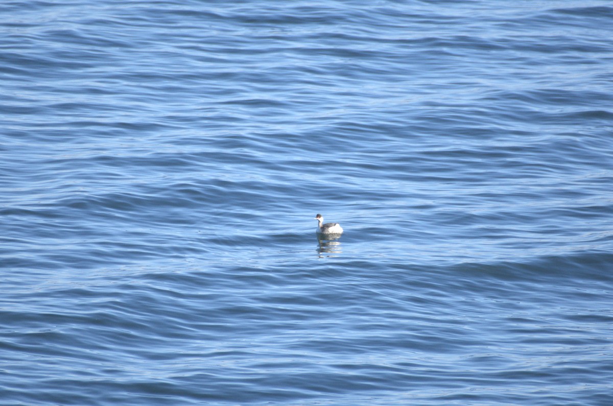Eared Grebe - ML645349861