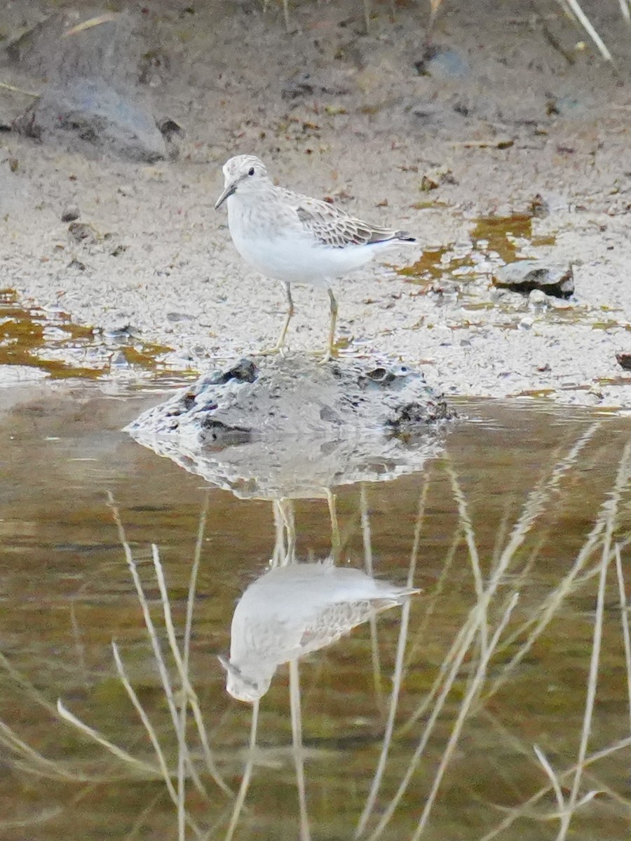 Temminck's Stint - ML645349865