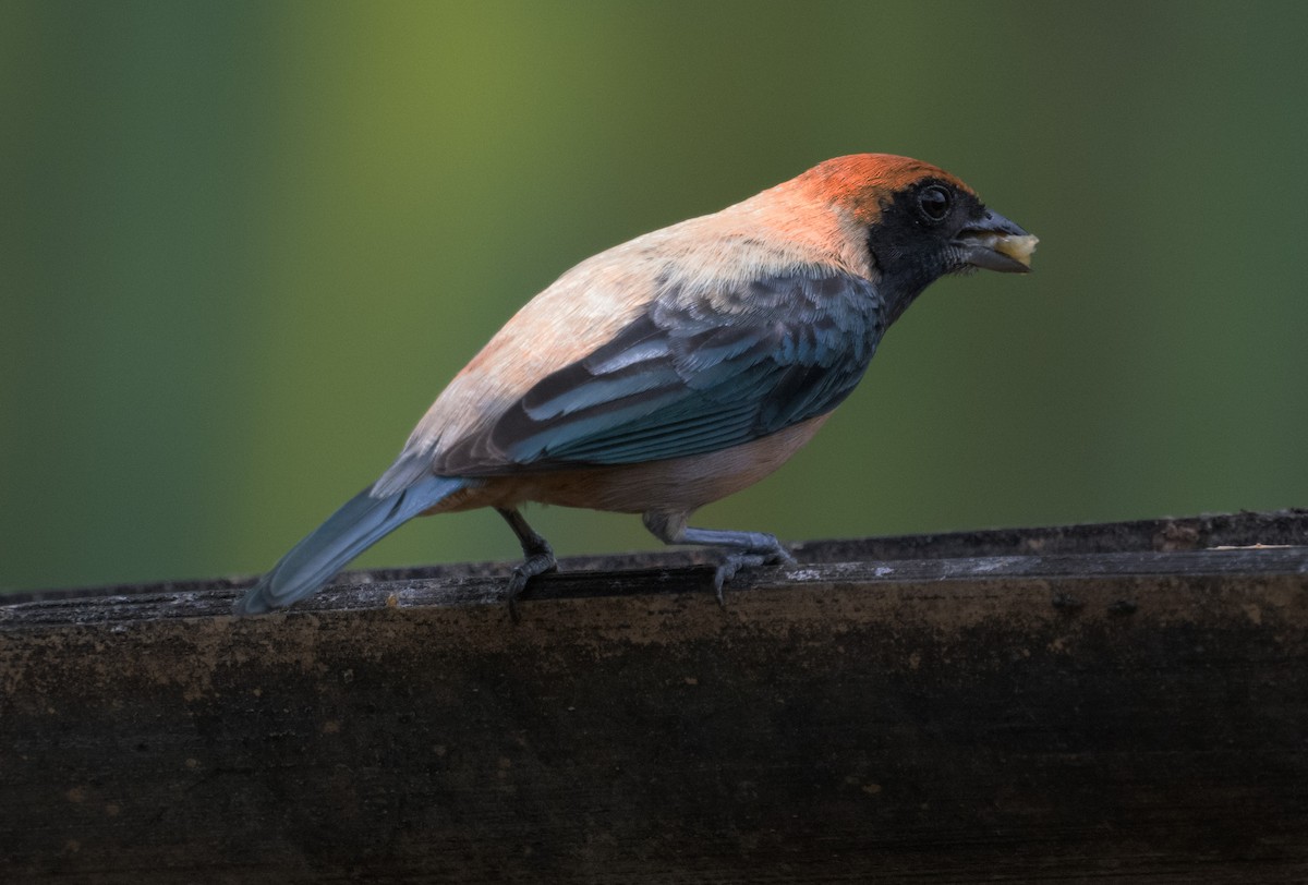Burnished-buff Tanager - ML645349869