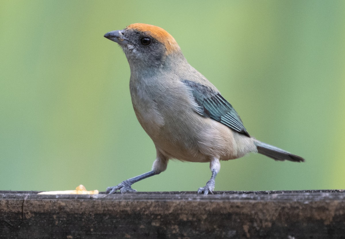 Burnished-buff Tanager - ML645349870