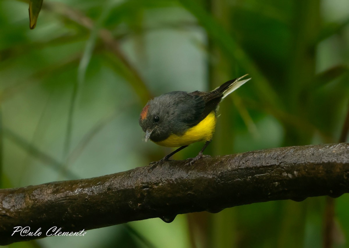 Slate-throated Redstart - ML645349880