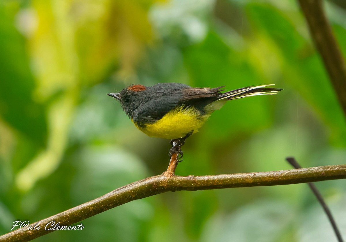 Slate-throated Redstart - ML645349881