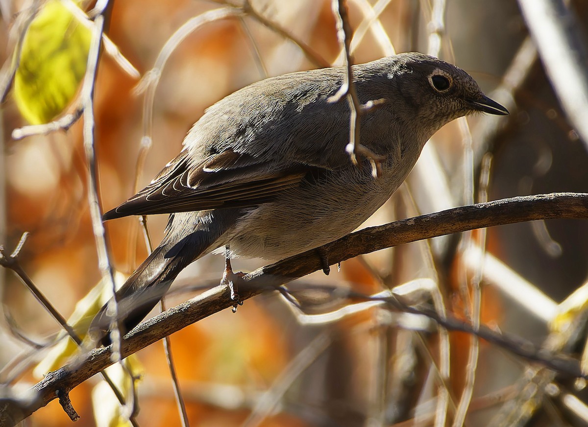 Townsend's Solitaire - ML645349891